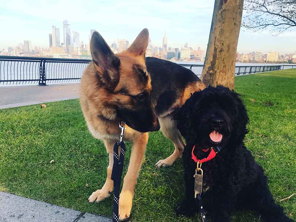 Two dogs sitting on the grass next to a tree.